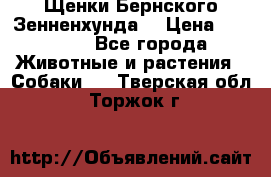 Щенки Бернского Зенненхунда  › Цена ­ 40 000 - Все города Животные и растения » Собаки   . Тверская обл.,Торжок г.